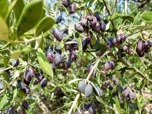 Październik / listopad 2019 Kreta, Ateny Październik / listopad 2019 Kreta, Ateny